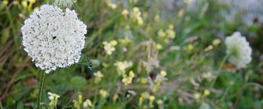 Header-Image-July-She-Will-Fly-Wildflowers